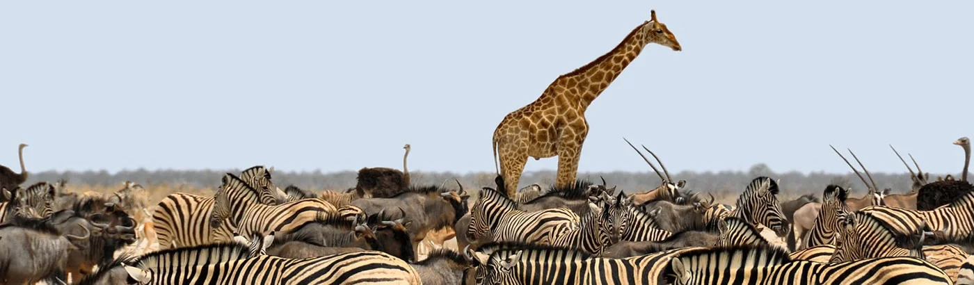 southAfrica-banner.jpg