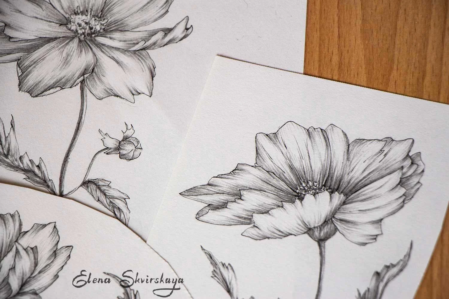 cosmos flowers sketch, graphite, ink pen on paper