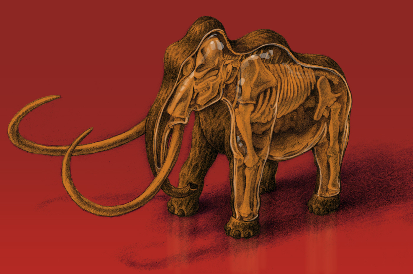 RED MAMMOTH