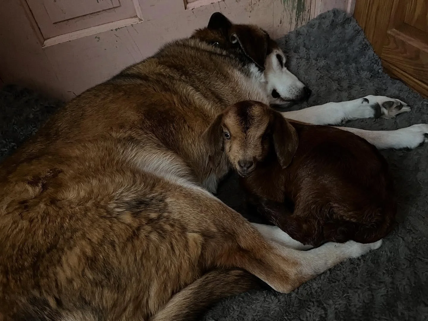 The bond between Baby Goat Esperanza and Bonnie Blue Pooch is truly lovely.  From a tiny Esper curled up on Bonnie&rsquo;s dog bed, to their jaunty walks together along Berger Road, these two bring me a lot of joy.

Bonnie &amp; I have been together 