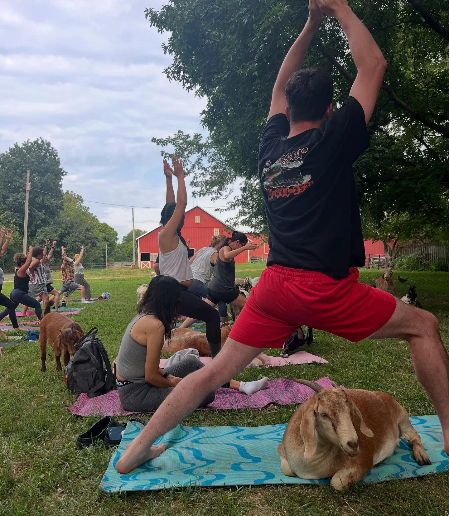 It was a great day of Goat Yoga!  Thank you to everyone who was part of a fantastic day at Harrison Farm. 

What is Goat Yoga?  It is a magical life-changing experience.  It is the opportunity to enjoy a holistic yoga practice on a real working farm.