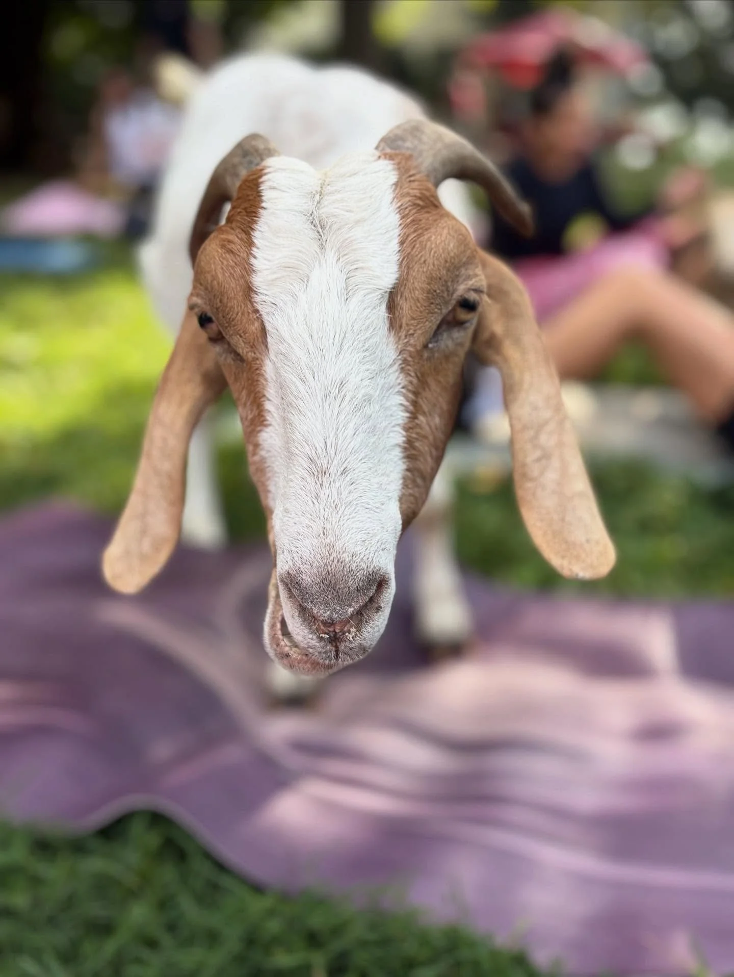 The unruly creatures of Harrison Farm are ready for more Goat Yoga!  Please join us for yoga during our golden month of September!

9/7 at 9:30 &amp; 11:30 (limited spaces still available)
9/14 at @ohiodogtap at 10am
9/28 at 9:30 &amp; 11:30 at the f