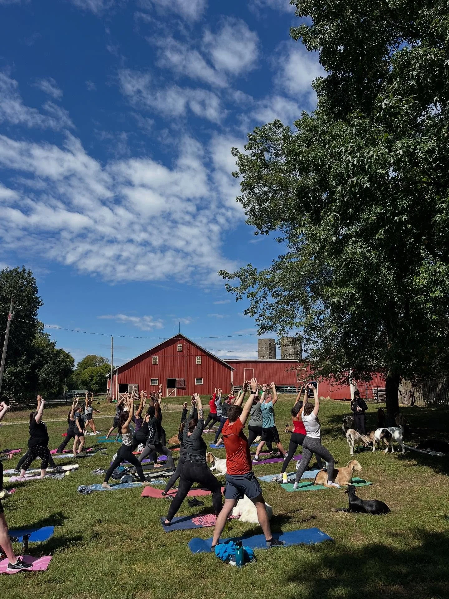 September is truly the golden month for Goat Yoga!  We had such an extraordinary Sunday of Goat Yoga on the farm this past weekend.  For our first class, the goats were absolute chaos: shenanigans, nonsense, and revolution was the goat agenda.  For o