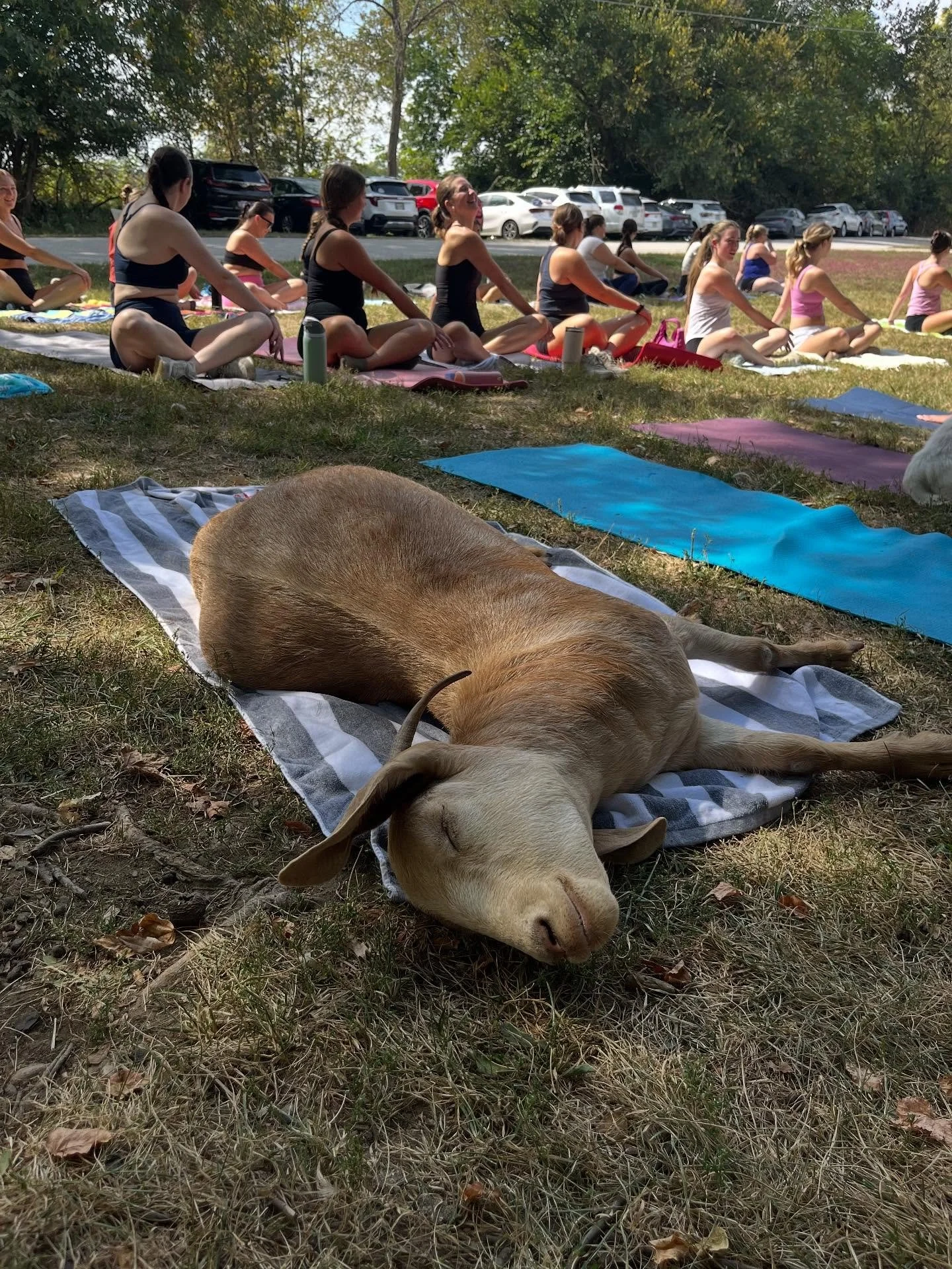 The weekend wore us out!  Demeter the Goat headlined the shenanigans as we hosted @deltazetaosu for an extraordinary sorority retreat.  138 attendees joined us for three memorable classes of Goat Yoga, along with refreshments at the Hangar, a coffee 