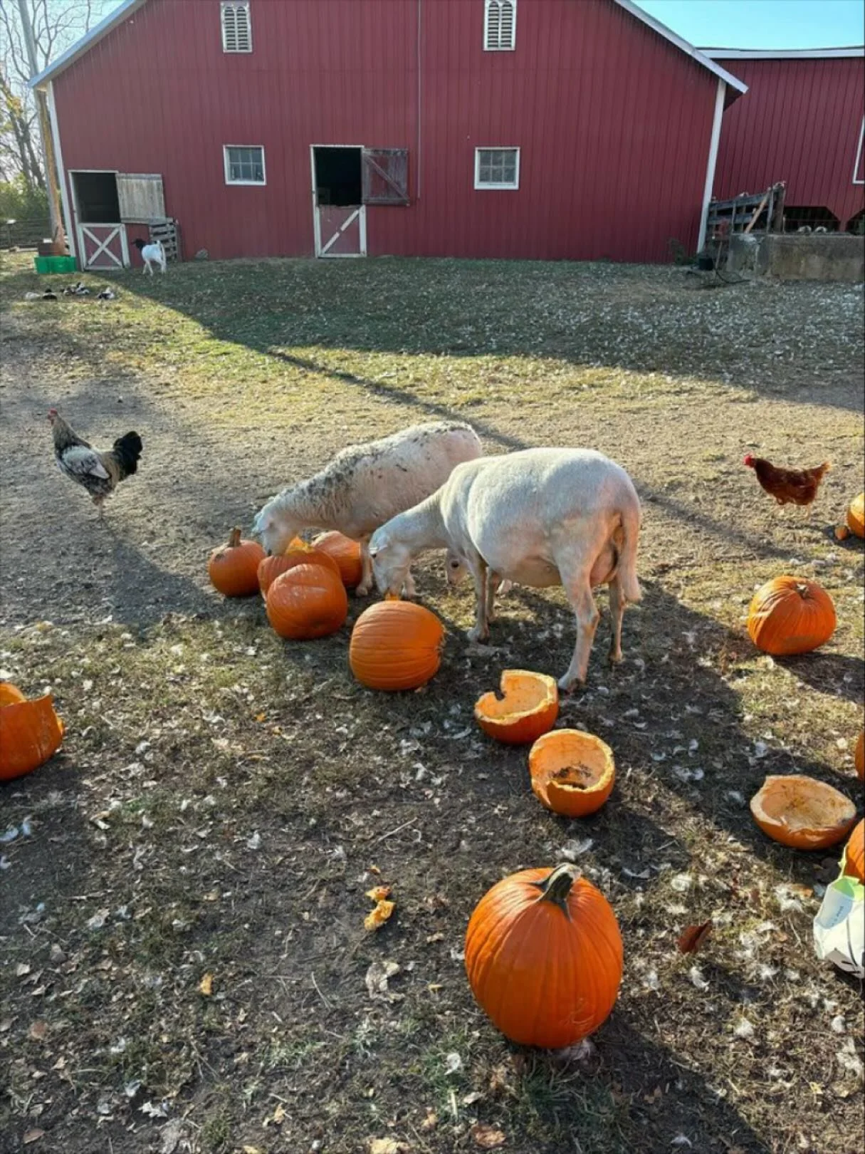 Our Sheep would LOVE your pumpkins! 🐑❤️

We are gratefully accepting donations of pumpkins again this year.  The sheep absolutely them.  The pumpkins provide nutrition for them, while also serving as a natural dewormer to keep them healthy.  This is