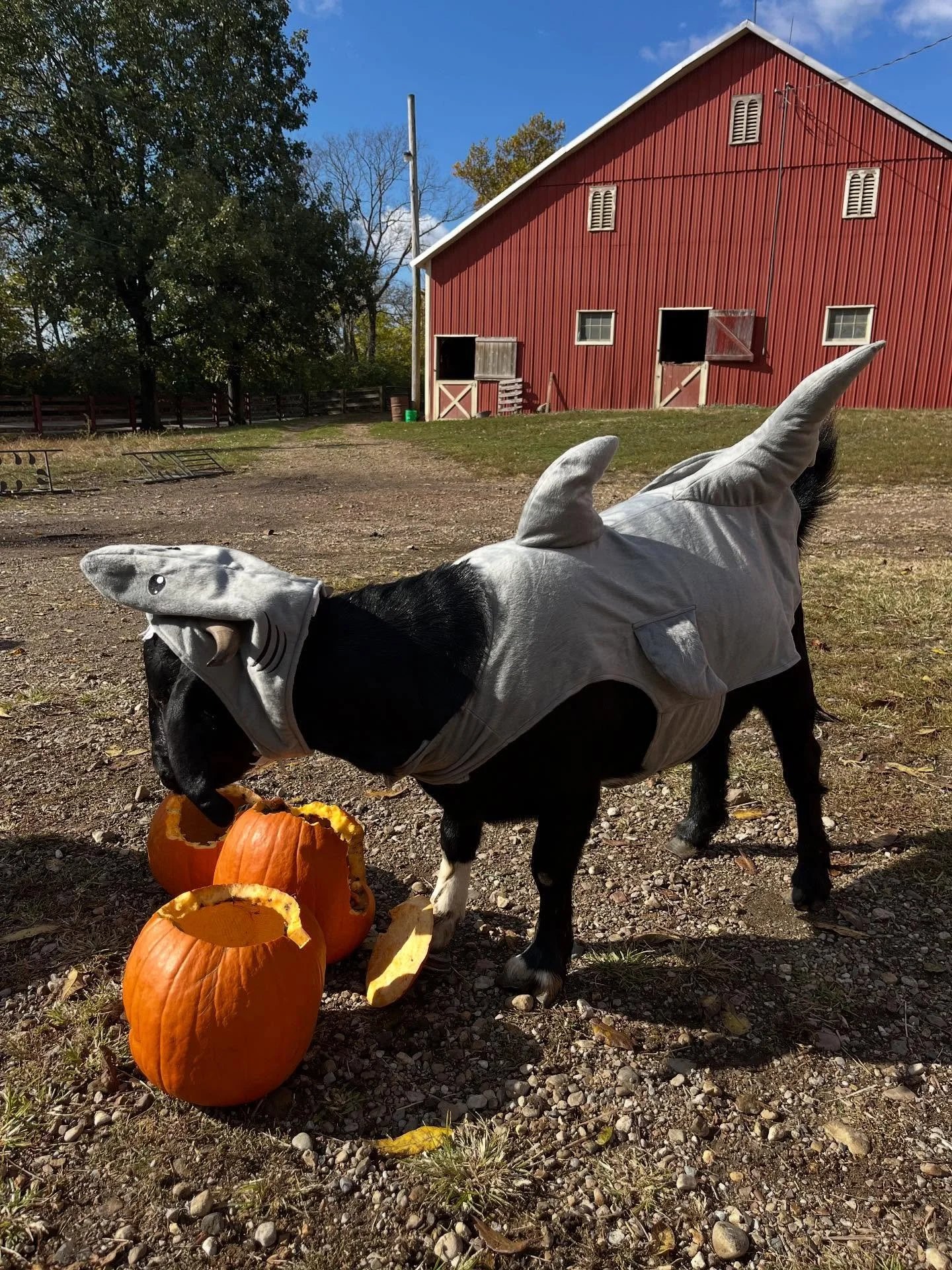 Happy Halloween from the Gabino Shark!  This special breed of land shark loves eating pumpkins, being the center of attention, and environmental sustainability.  He is also surprisingly into dressing up for Halloween!

It is an annual tradition at Ha