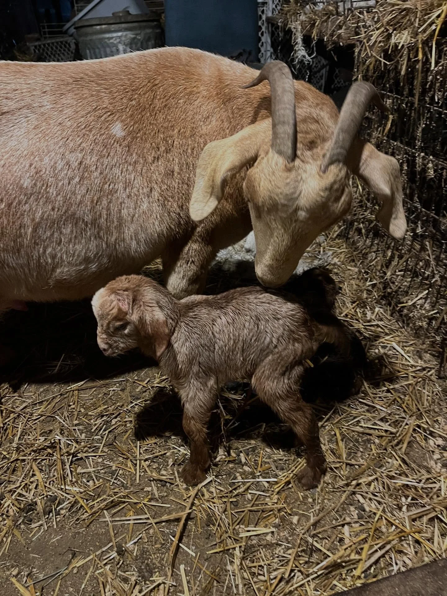 Congratulations to Mama Magdalena on the birth of beautiful twins!  The little boy is handsome, the little girl is smart, and mama is flourishing.  I am tremendously proud, and excited that we are finally welcoming our fall babies. 

Angela Magdalena