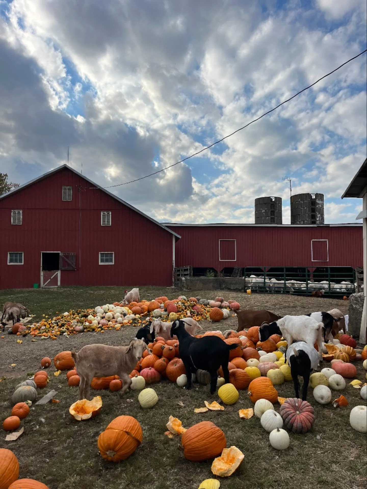 Are the goats still taking pumpkins?  YES! 🐐🐑🎃

Thank you to everyone who has gifted their pumpkins to the animals this season.  The sheep &amp; goats love eating delicious pumpkins, they provide a lot of enrichment for the animals, and pumpkins a