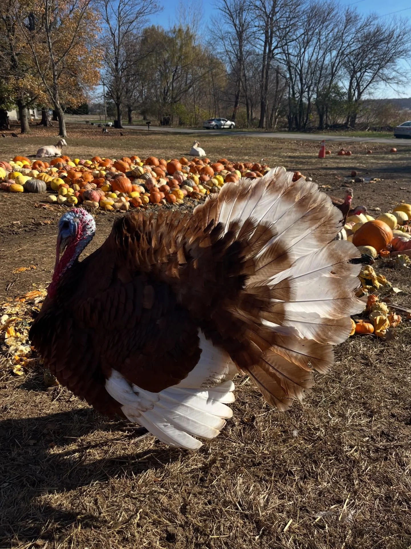 When turkeys first arrived to Harrison Farm, I never imagined how much I would grow to love them!  Our original turkeys were 4H projects for three of the young ladies in the 4H club that I advise.  When four of those birds did not make weight for the