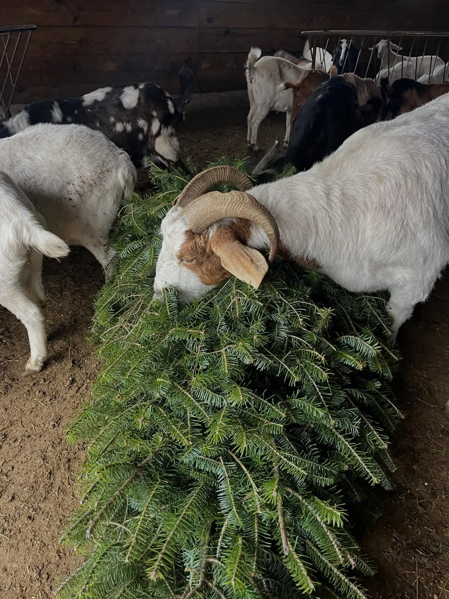 Outlaw the Goat celebrated Boxing Day with the first Christmas Tree of the Season!  We are incredibly grateful to our friends who bring their trees for the animals to enjoy. 

You can drop off your tree anytime to the collection area next to the boar