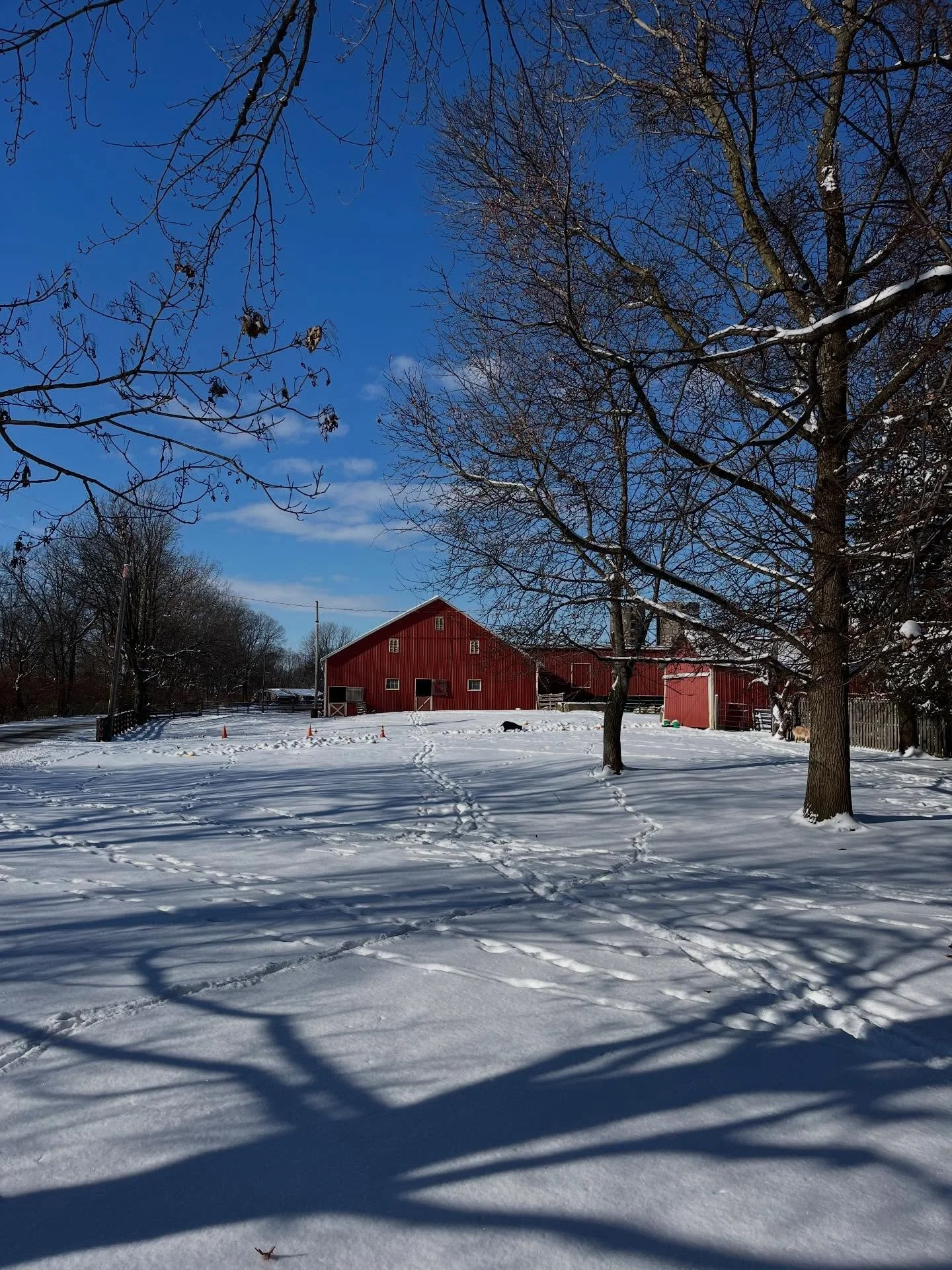 Snowy scenes from the Harrison Farm. ❄️🐐🐶🦆👩🏻&zwj;🌾

Winter is when you find out how tough you really are as a farmer.  Winter is the season that humbles you and breaks you, and then somehow makes you stronger at the broken places.  It is the se