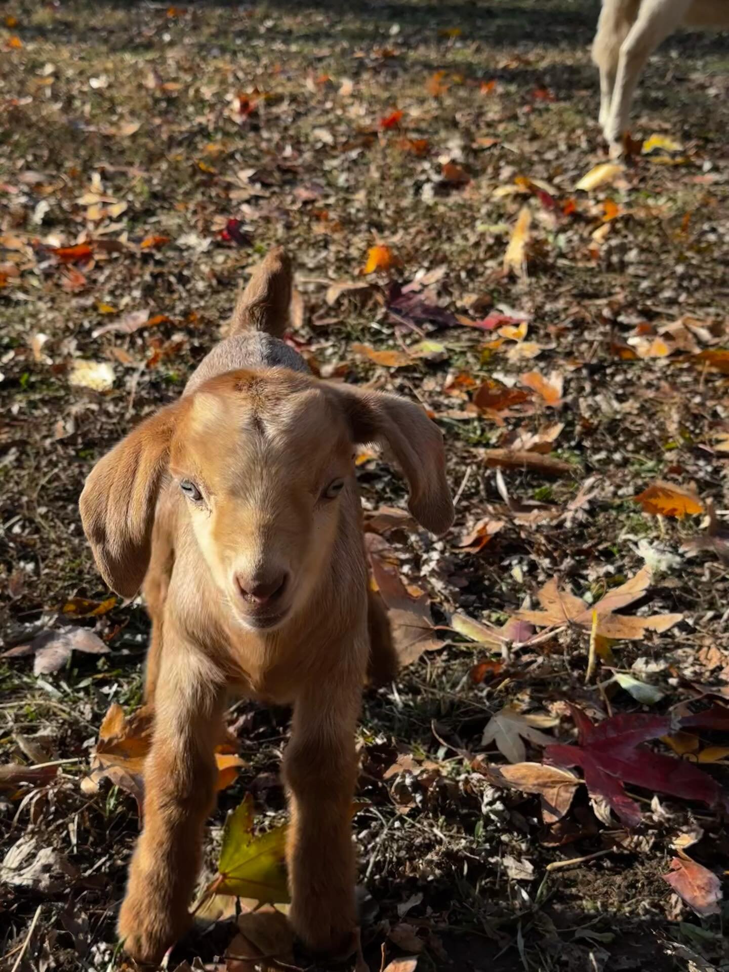 Meet Taylor &amp; Travis!  These adorable twins have won a lot of hearts already.  Their mama is my beloved Angela Magdalena, who was the last daughter of legendary OG yoga goat Angie.  Taylor is very smart and Travis is incredibly handsome.  They lo