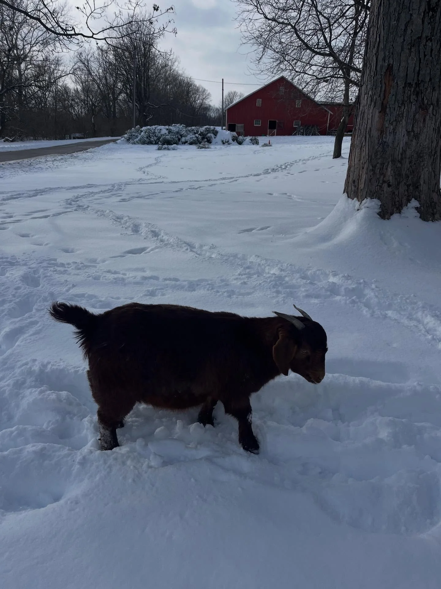 It has been a time.

When things get tough, I focus on the animals and the people in my care.  Over the last few weeks, the brutal winter weather coincided with a very busy season of lambing.  When temperatures fall below zero, my workload increases 