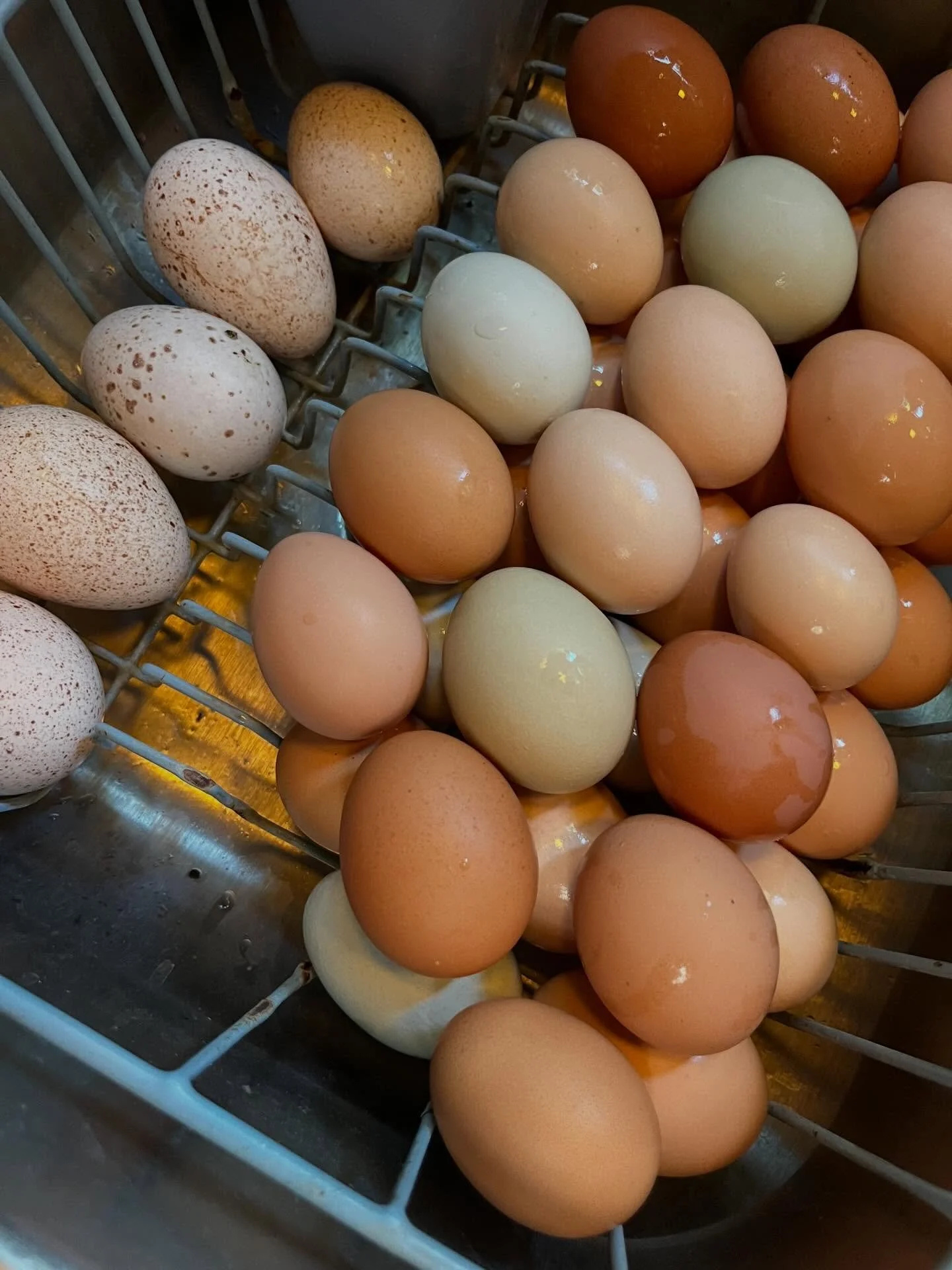 Happy May!  Our Farm Stand resumes its Sunday hours this weekend!  Each Sunday afternoon 1-3pm May through September, guests are welcome to stop by the farm to visit the animals and pick up products at our Farm Stand.  No RSVP is necessary and there 