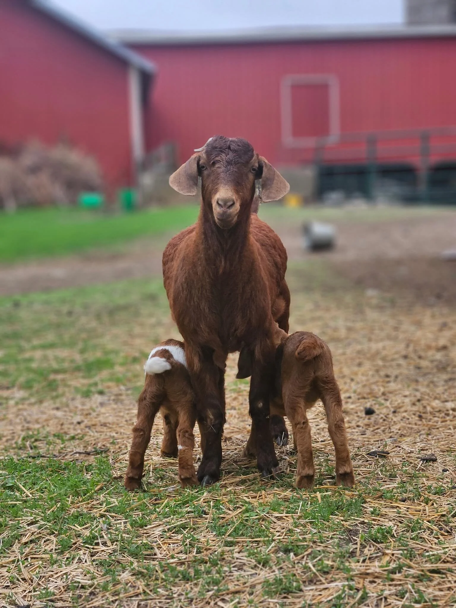 Goat Yoga Superstar Esperanza invites you to join her for shenanigans, cuddles, and joy at the Harrison Farm!
May 17th at 9:30 or 11:30
May 31st at 9:30 or 11:30

A year ago, little Esperanza Katerina Bonita was gearing up to make her Goat Yoga debut