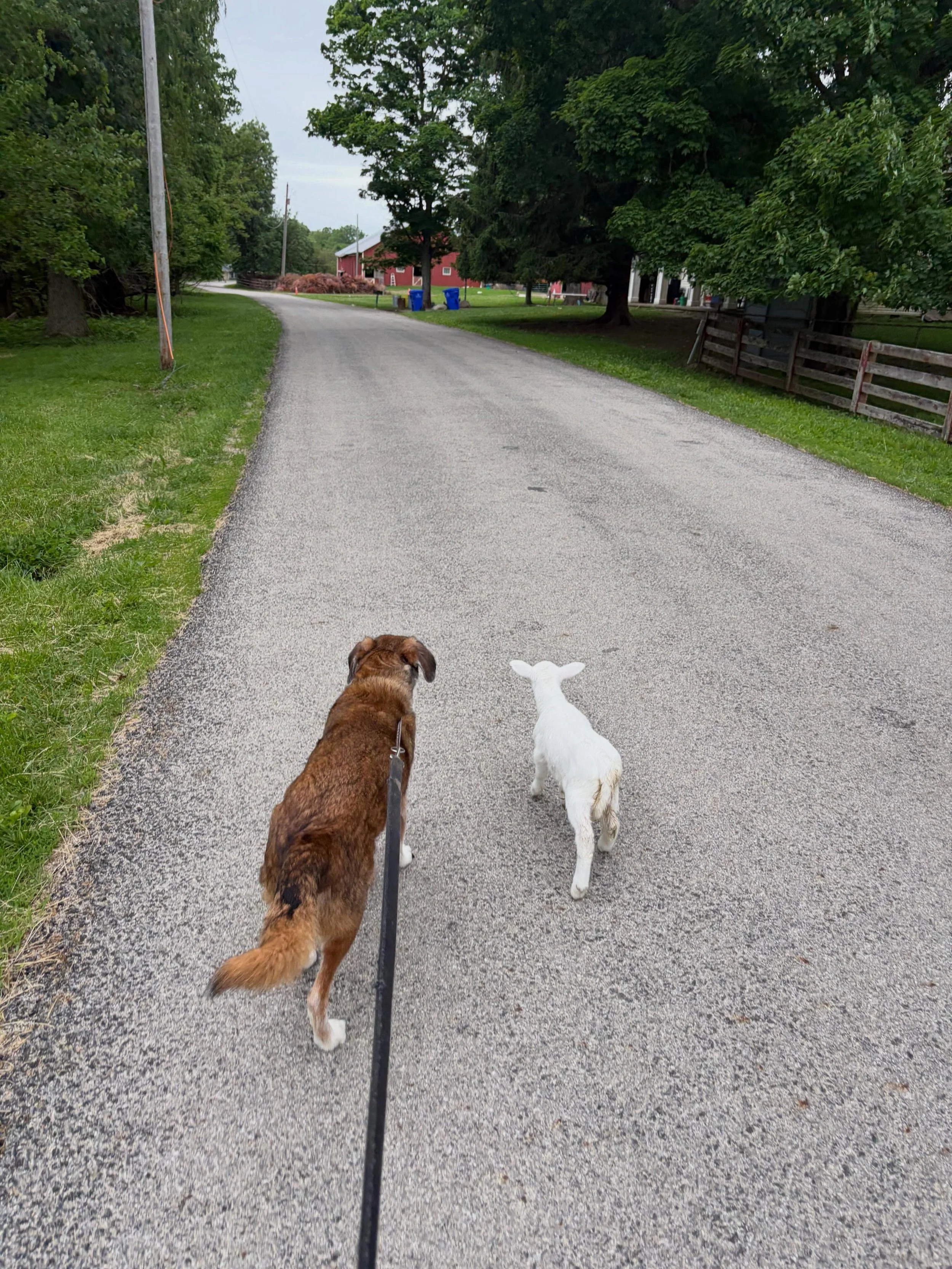 The Berger Road Daily Parade has ended. 

Every day, Bonnie Blue Pooch would head out to enjoy her walks along Berger Road.  She loved other animals &mdash; and other animals loved her &mdash; so it was always amusing to see which of the unruly creat
