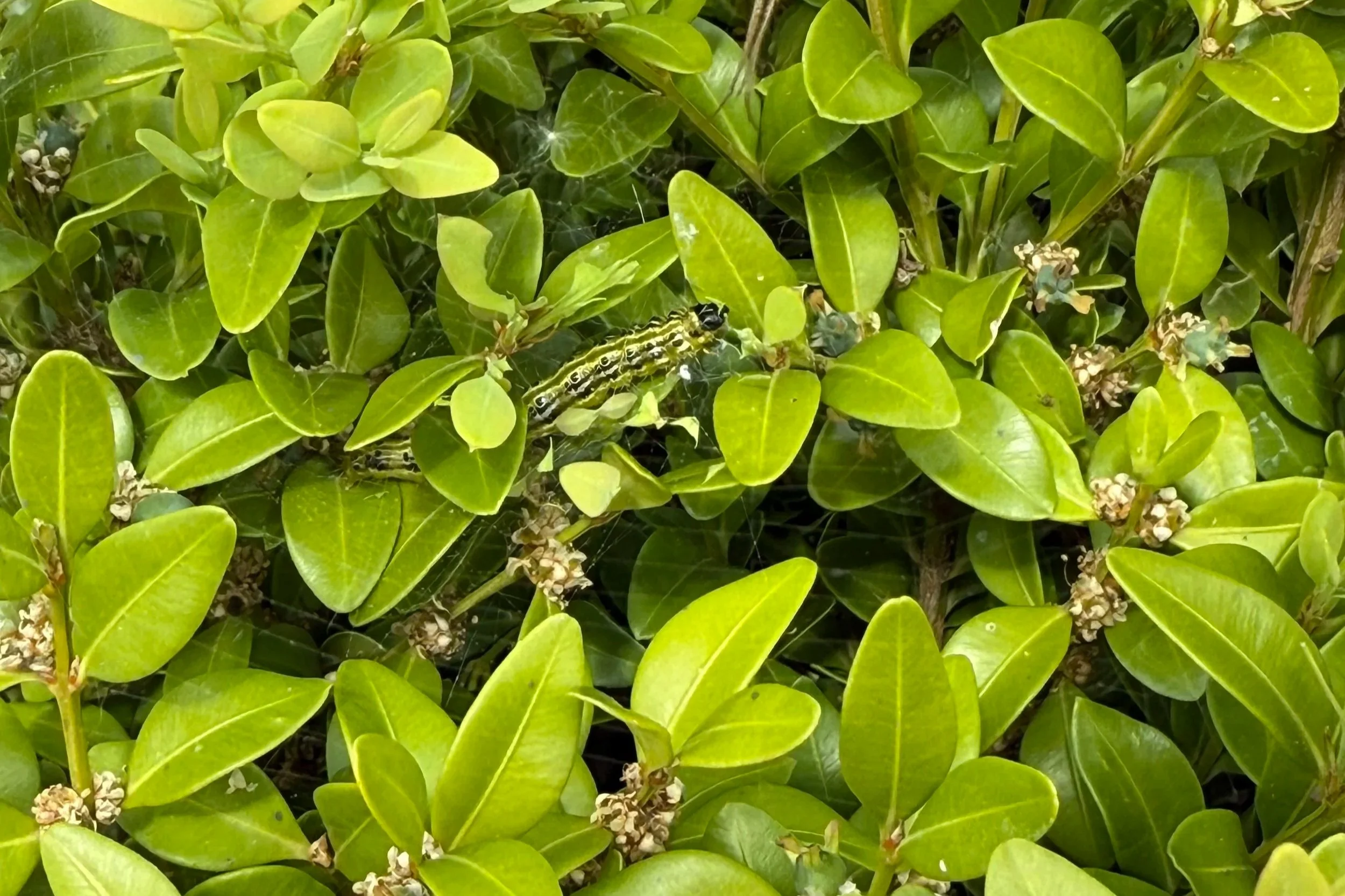 How to Identify and Treat Boxwood Moth Damage in Toronto