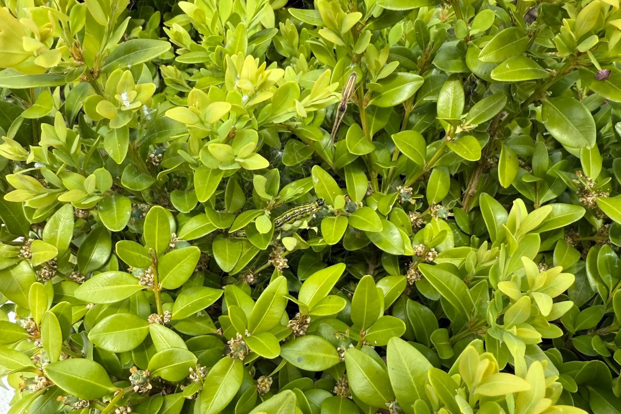Now Is the Time to Protect Your Boxwoods