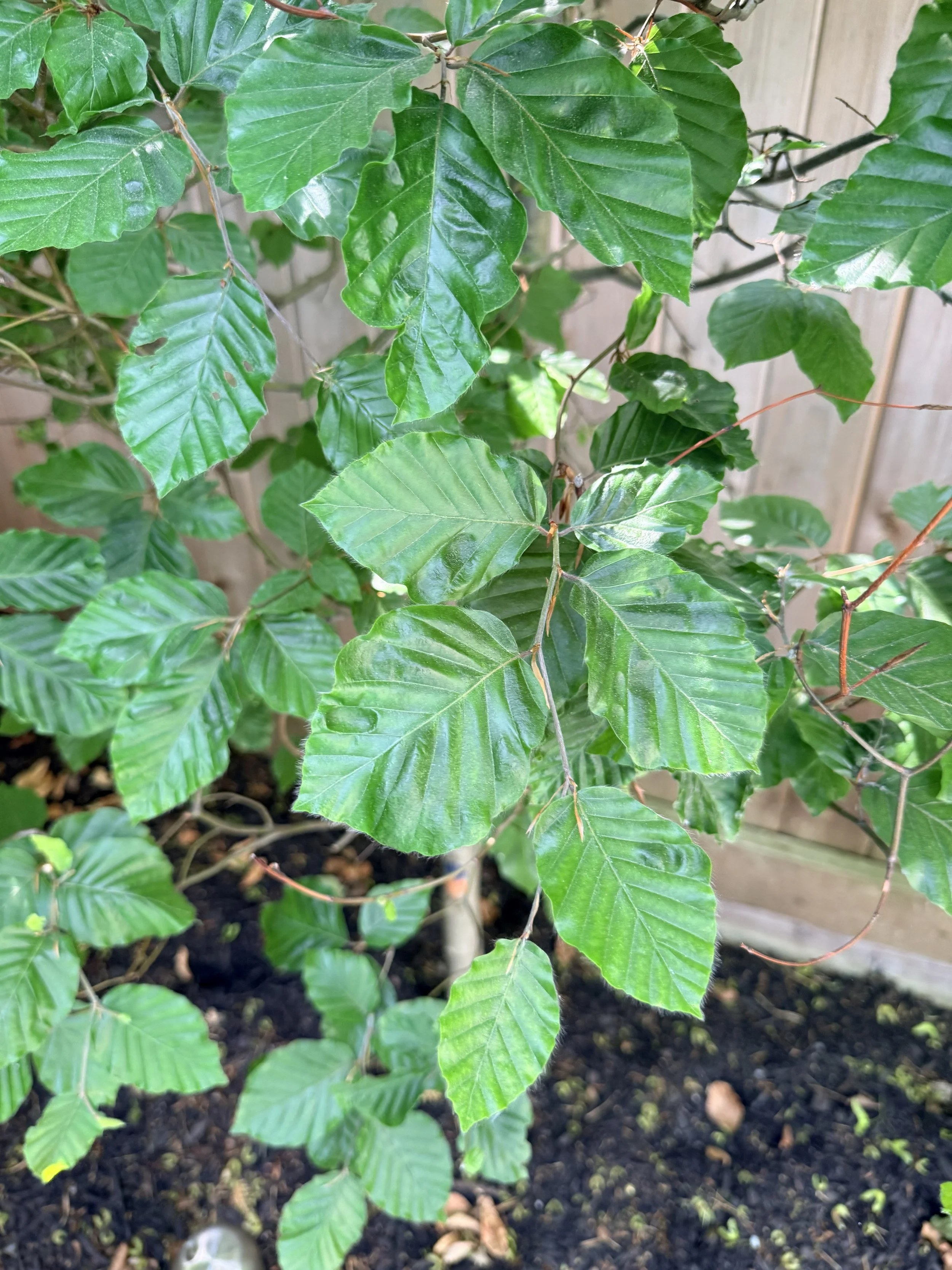 Beech Leaf Disease: The Treatment Window Is Now