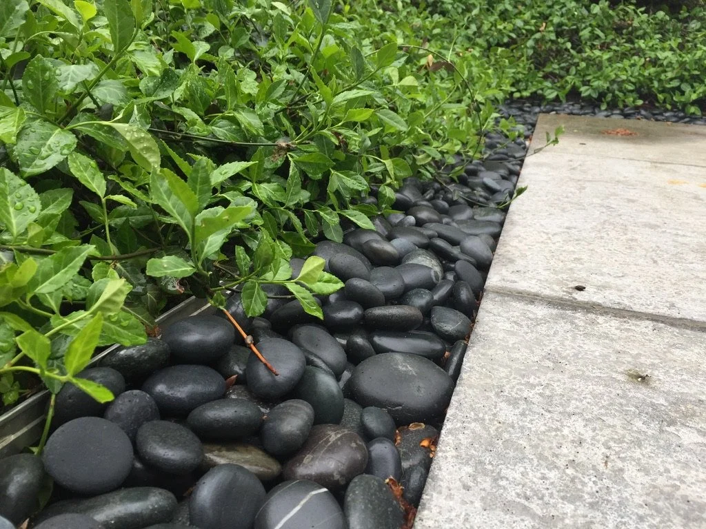 Toronto - Black Riverrock - Wintercreeper groundcover.jpeg