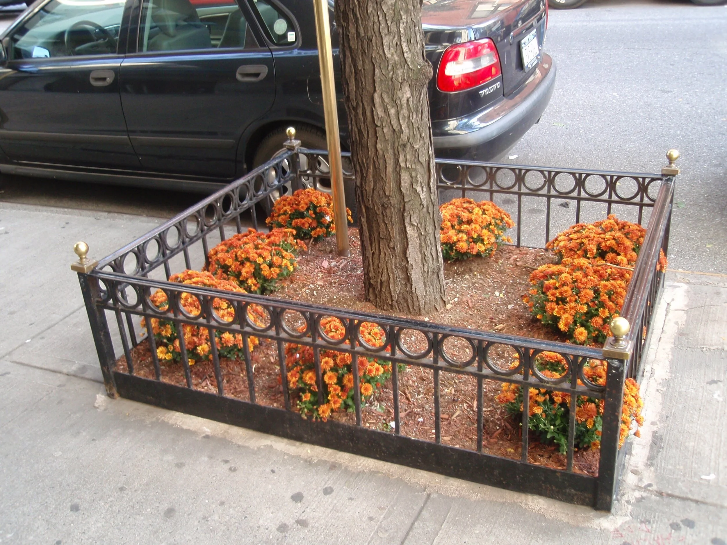 Commercial Tree Guards