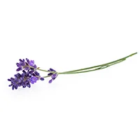 Lavender.jpg