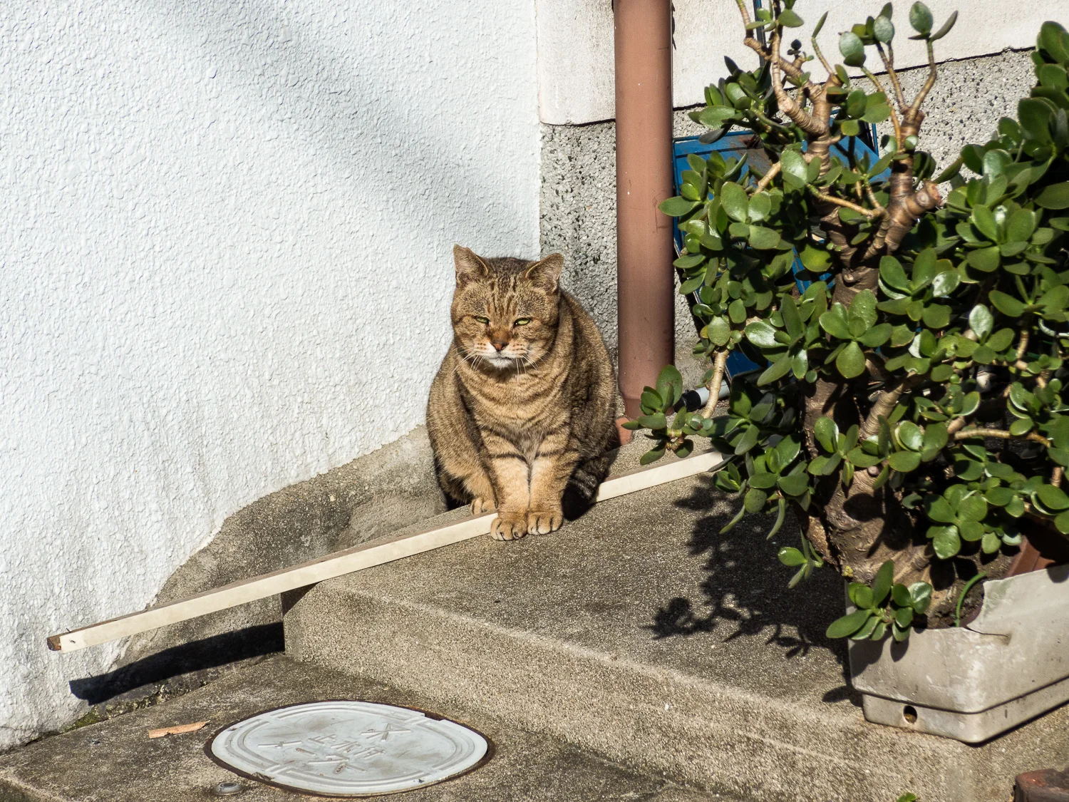Osaka Nov., 2017-141-Edit.jpg