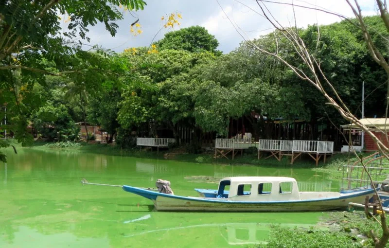 Kandawygi Lake - glowing green