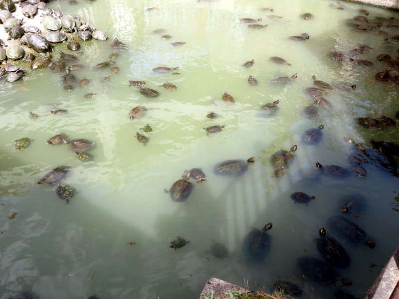 Turtle madness