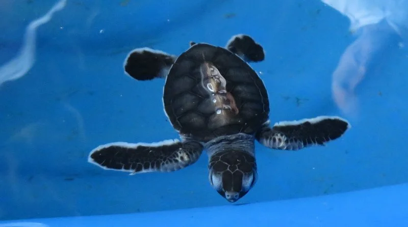 This tiny little fella was swimming around at the turtle sanctuary