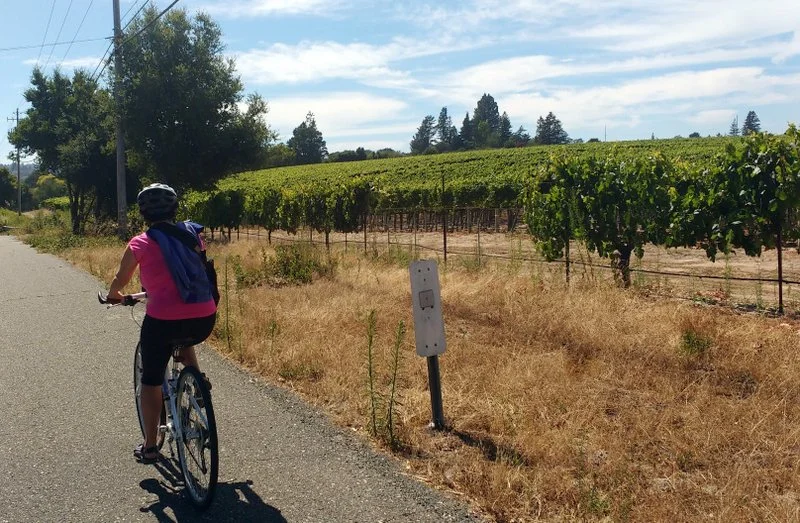 Cycling among the Russian River vineyards