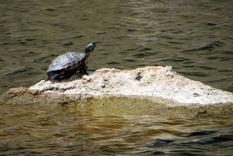 The lake is turtle-y gorgeous (sorry!)