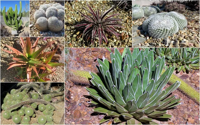 A few of the 100 cacti pictures we took
