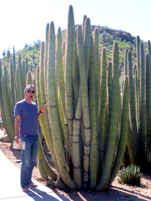 Ouch don't touch the cactus!