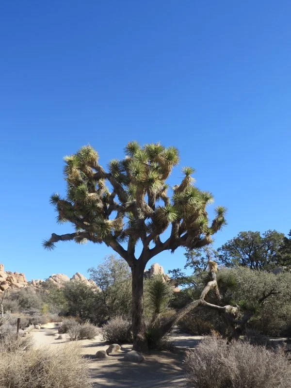 A thriving Joshua Tree