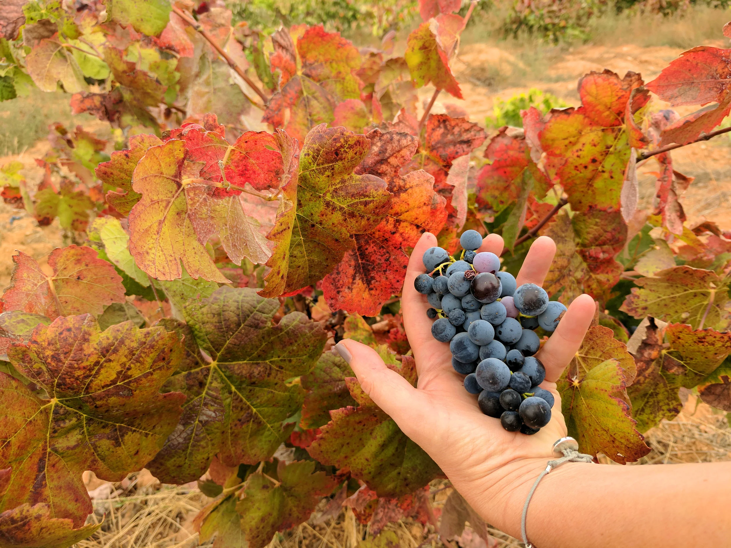 Picking Bobal Grapes