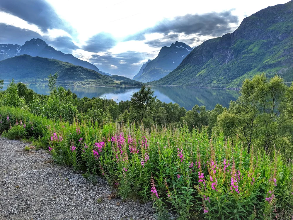Norwegian Island Time Senja Lofoten And The Joy Of Norwegian Ferries The Scenic Route Norwegian Island Time Senja Lofoten And The Joy Of Norwegian Ferries The Scenic Route