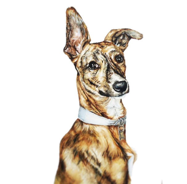 Beautiful Pet Portraits by Kate Simpson