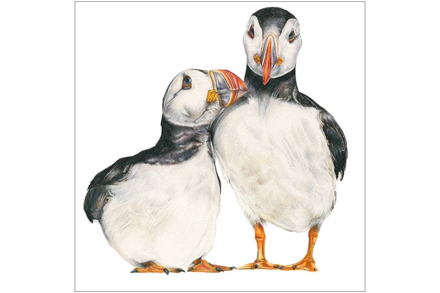 Puffins - Fine Art Card by Kate Simpson