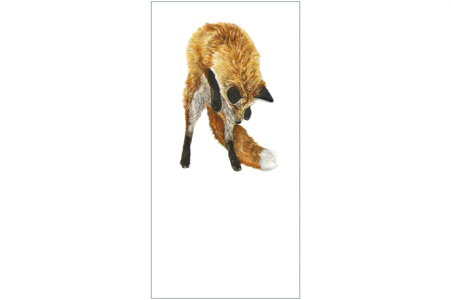 Limited Edition Print - Leaping Fox 'Heads First'