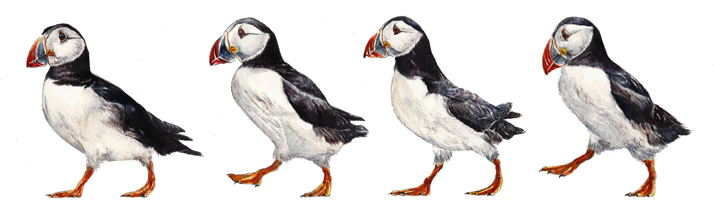  The four characters... "Puffin Crossing" a new painting for this month
