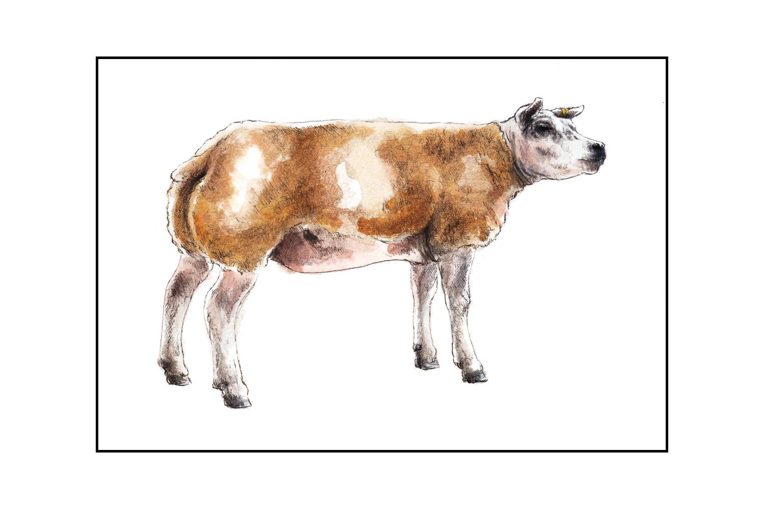 Fine Art Original - The Beltex