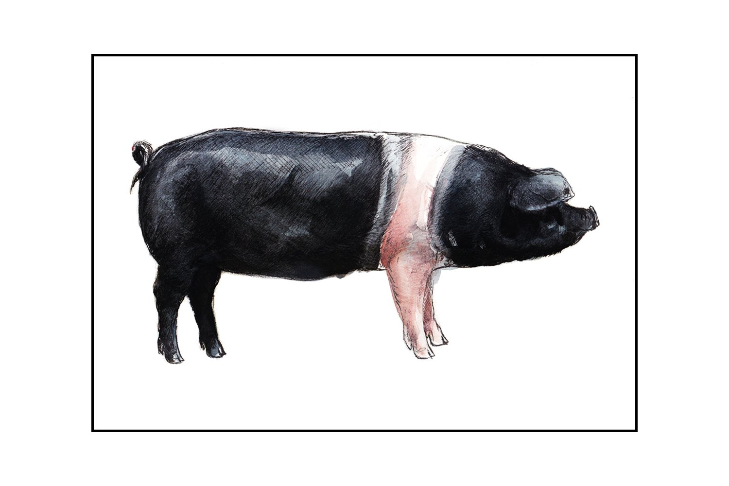 Saddleback_Trim.jpg