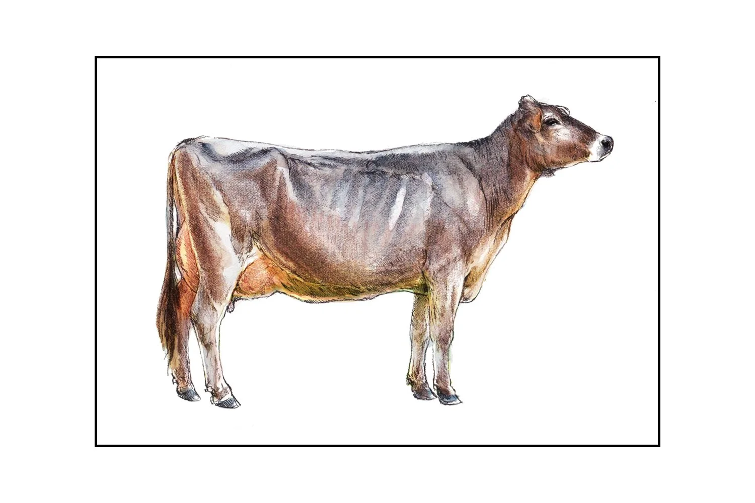 Fine Art Original - The Brown Swiss