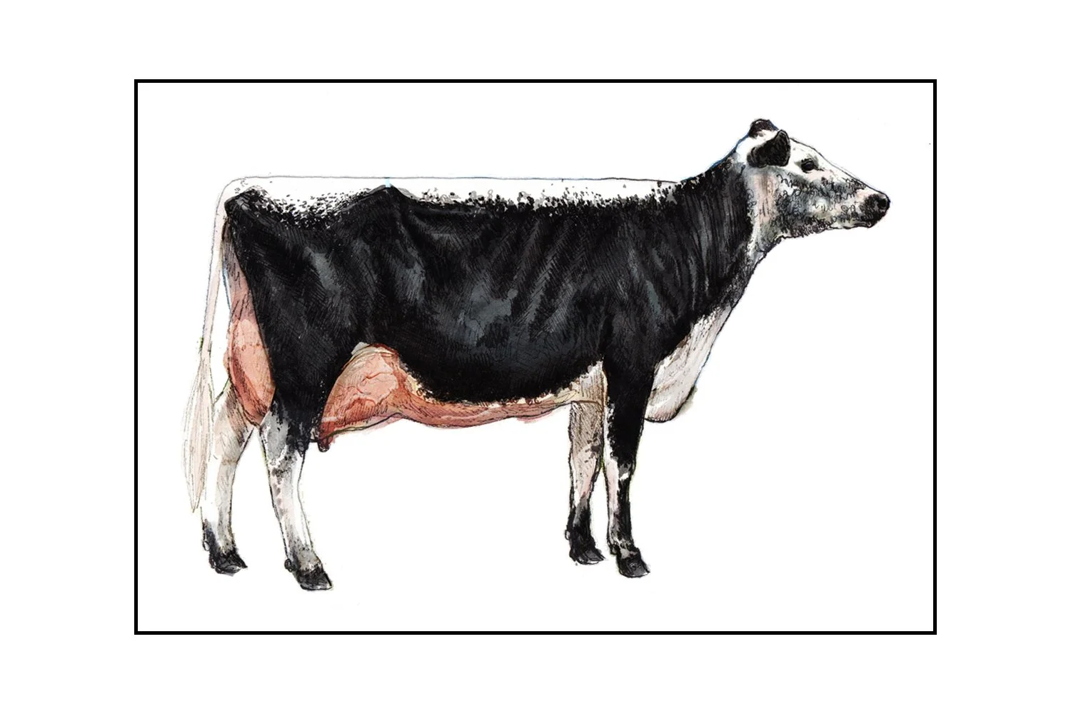 Fine Art Original - The Lineback