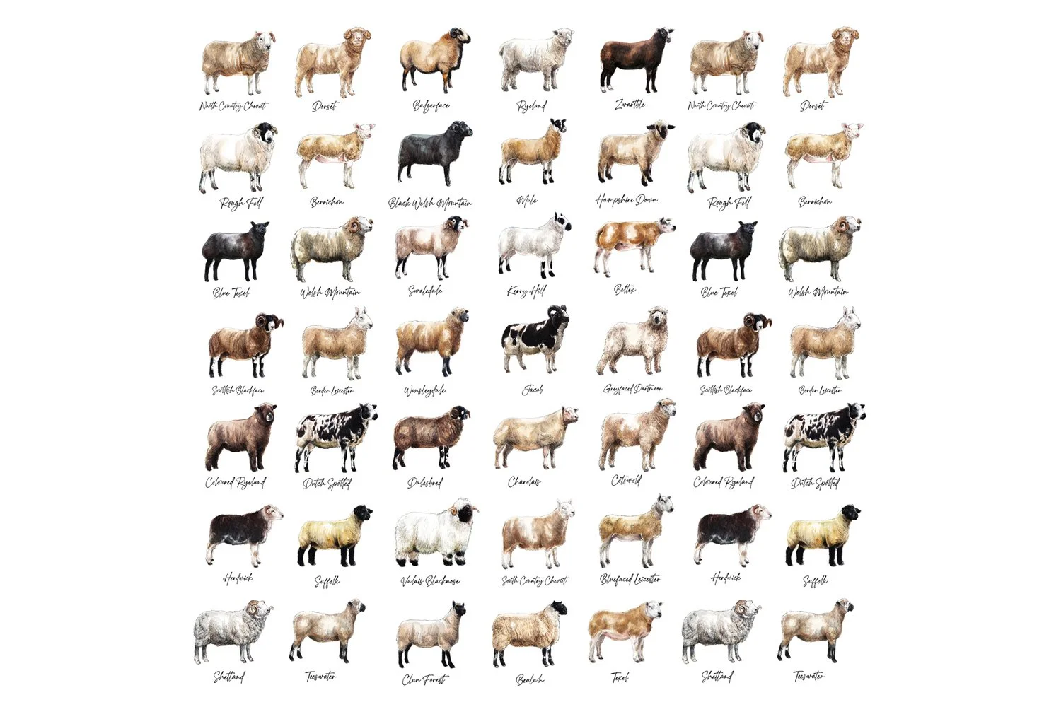 Fine Art Greeting Card - Sheep