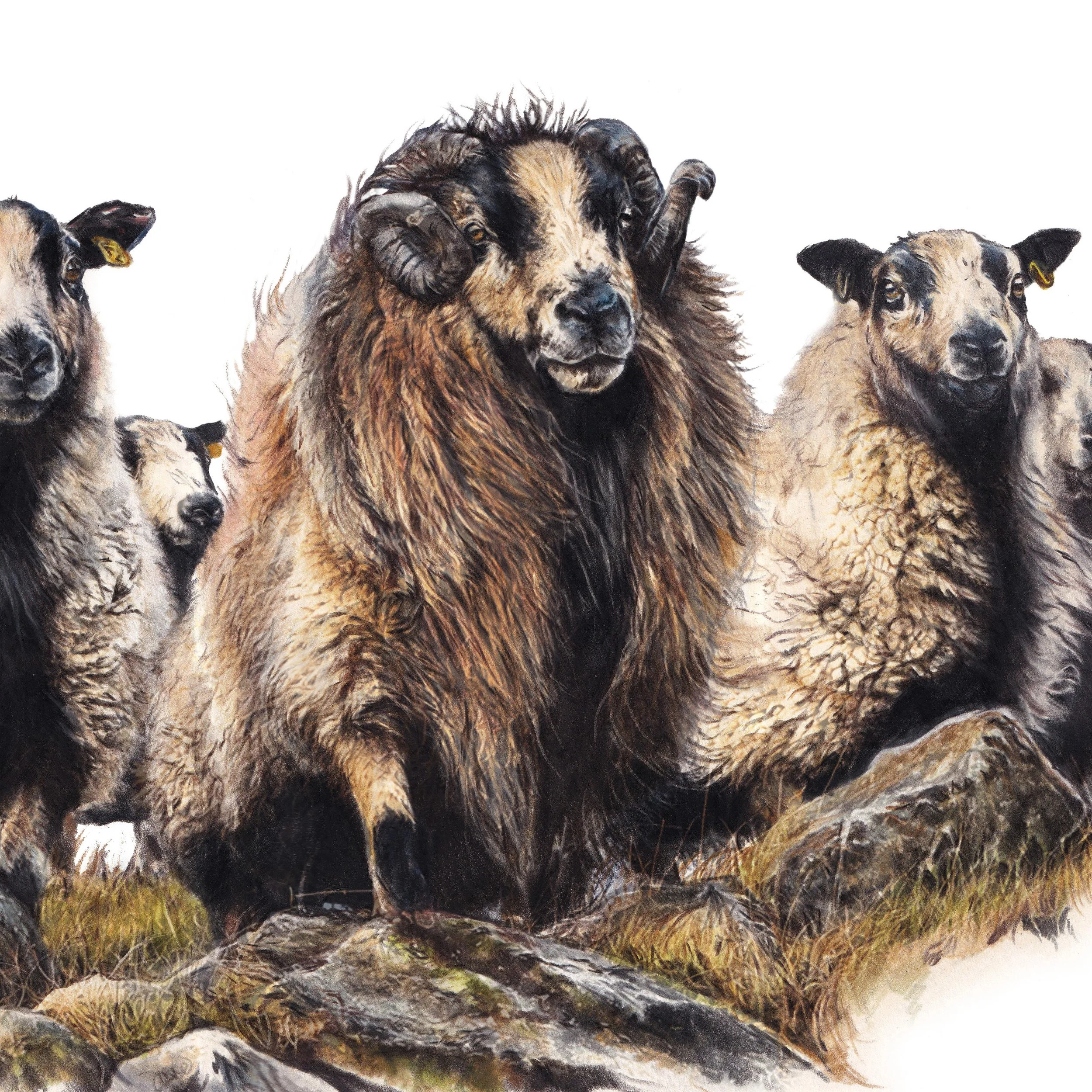 Limited Edition Print - Torddu