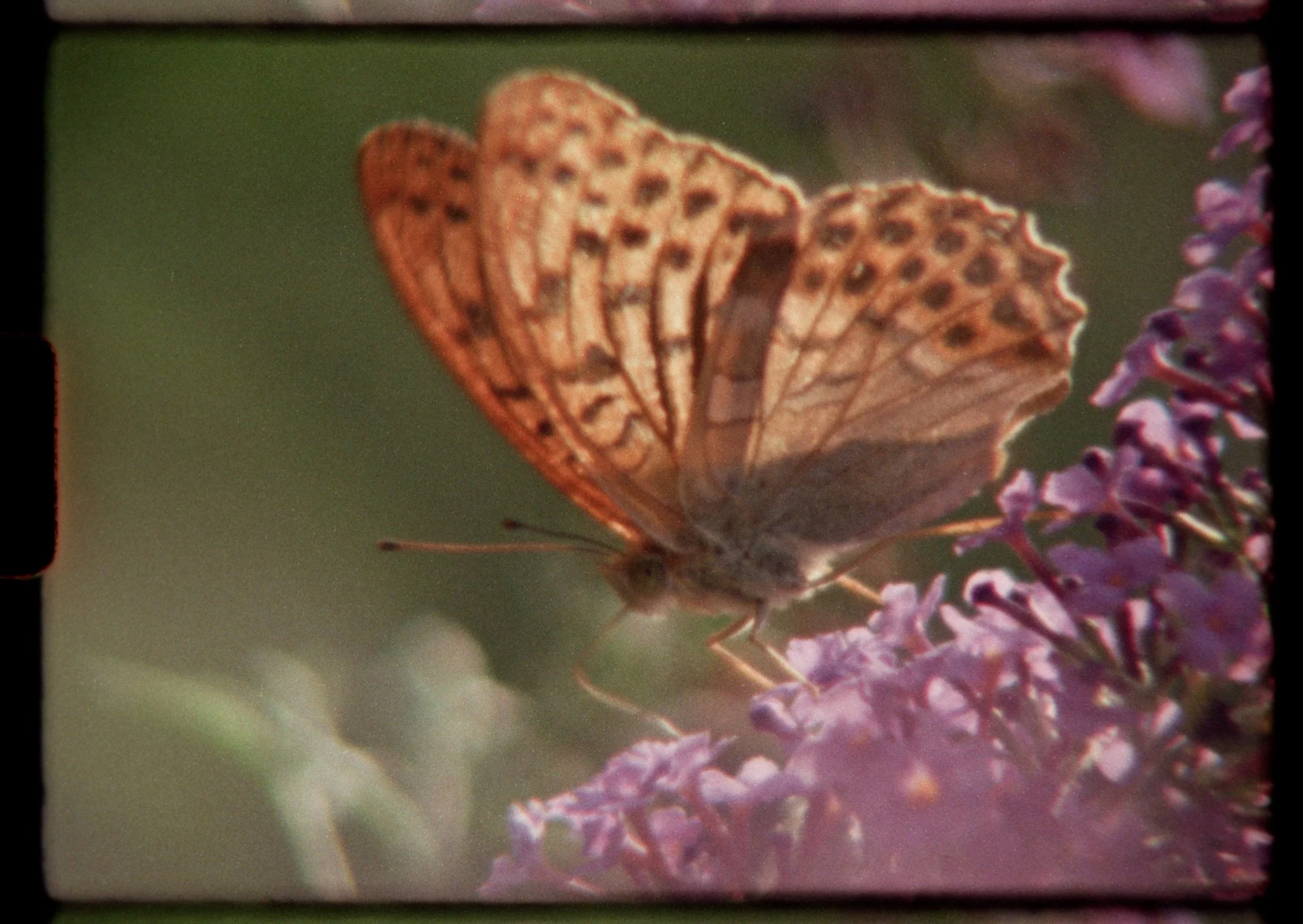 super nature confidential teaser