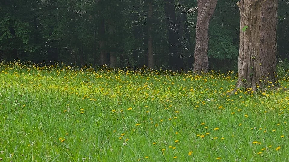 Camp Selah flowers.jpg