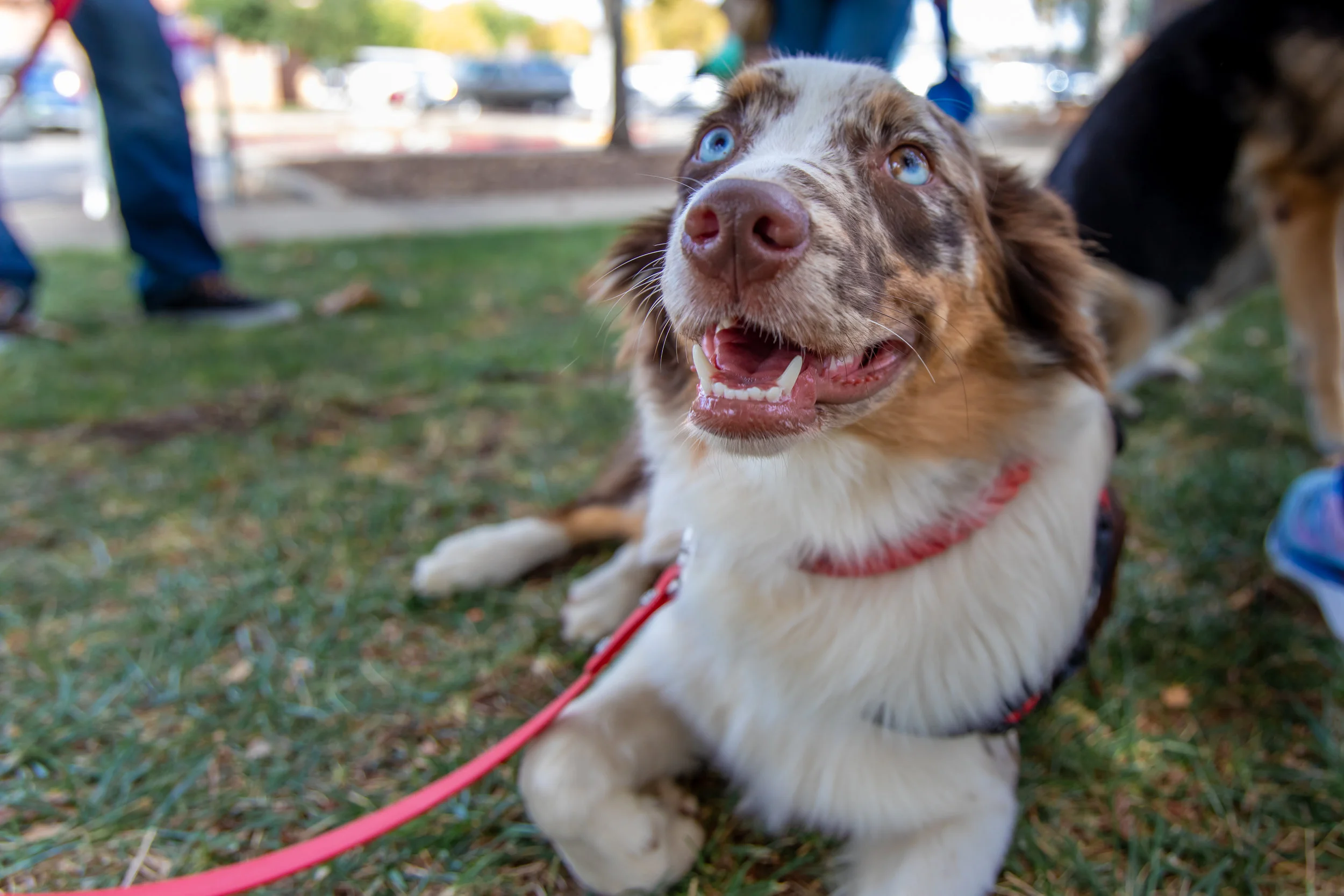 5 Reasons Why You Shouldn’t Bring Your Dog to a Dog Park - EVER